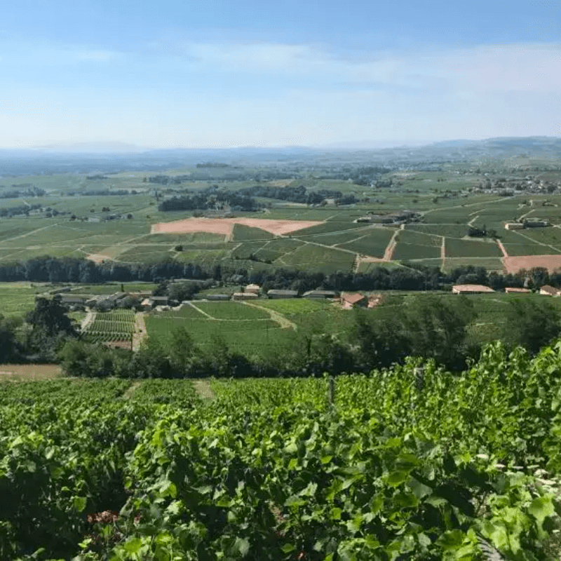Château Thivin Côte de Brouilly Les Sept Vignes 2016